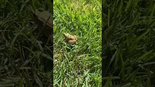 Watch My CUTE Frog Jump! #frog #cutefrog #nature #park #grass