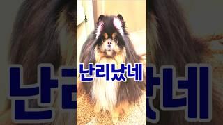 너, 누구니?  쳐다보다가 홀딱 반한 포메라니안                 #애견산책# #강아지 #pomeranian