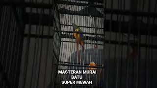 Mewah masteran Murai Batu #short