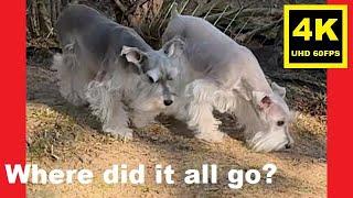 UNLEASHED!  First Day of Fall '24 - Miniature Schnauzer Brothers