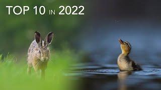 Top 10 Wildlife Moments in 2022!