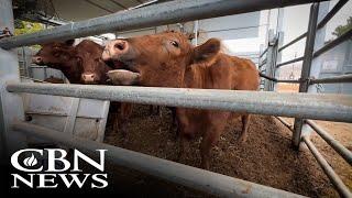 'Prophetically Significant': Red Heifers Attract World Attention