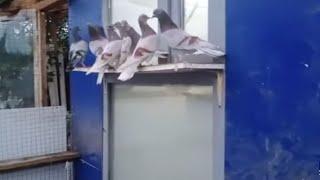 Бакинские голуби Бугай Алика в Москве!