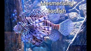 Lionfish: mesmerising venomous beauties (Pterois)