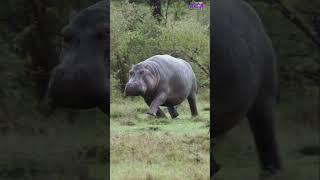 Hippos are Surprisingly Fast #animals #fascinatingcreatures #hippopotamus