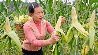 "Harvesting Corn and Bringing it to the Market to Sell - Processing Corn into Delicious Dishes".