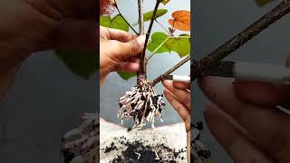 Program Bonsai Waru Mini Tahap Seleksi Akar #shorts  #belajarbonsai #programbonsai @seputarbonsai