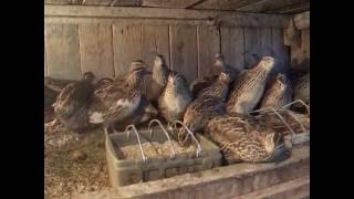 Советы начинающим перепеловодам / Tips for Raising Quail for Beginners