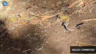  THAILEX VDO Forest Encounters: The Elusive Asian Brown Flycatcher