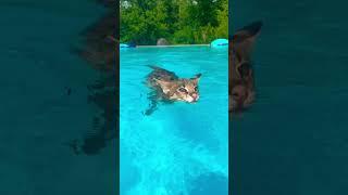 F1 Savannah Cat Swimming