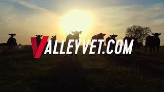 Livestock Supplies From Valley Vet Supply: It’s Everything You Deserve