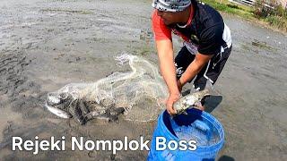 Rejeki Nomplok!! Jala Ikan Belanak dapat banyak dan besar besar