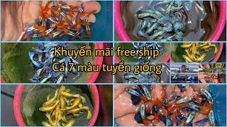 Khuyến Mãi Free Ship Tháng 9 Với Combo Cá 7 Màu Siêu Đẹp Tuyển Giống