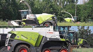 3 CLAAS Jaguar 900 (502) in action - Gruppo Nodari & Zanardelli - Trinciato triticale 2024