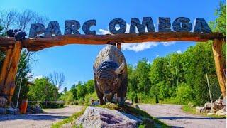 Visite du PARC OMÉGA au QuebecUn Parc animalier du Québec,Canada2024 #parcomega  #quebecroadtrip