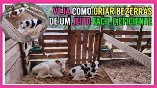 Veja como funciona uma MATERNIDADE de BEZERRAS (Fácil e Barato)