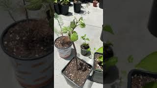 Our Concord Grape Vine Coming Back to Life 