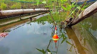 EDAN‼️NEMU SARANG IKAN BABON BERKUMPUL || mancing ikan red devil di waduk karangkates