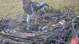 Watch the moment the third chick hatches 27523