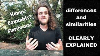 Difference between Hemp, Marijuana, and Cannabis (The Basic TRUTH)