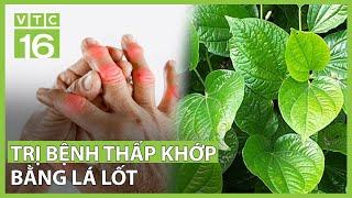 Lá lốt – Bài thuốc vàng cho bệnh thấp khớp | VTC16