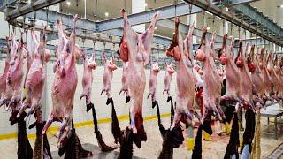 Modern Goat Processing Factory Technology  - How to Farming Millions of Goat For Meat and Milk