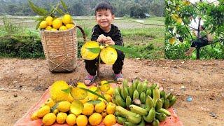 23 Year Old Single Mother Harvests Lekima fruits & Bananas to sell - Gardening | Quan Kim Lien