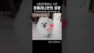 My pomeranian growing up 8초만에 보는 울강아지 포메라니안 성장기록  #pomeranian #포메라니안 #shorts