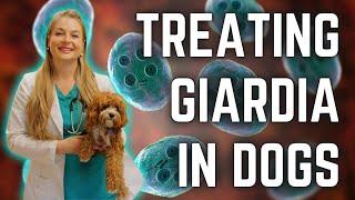 GIARDIA TREATMENT FOR PUPPIES + DOGS? | Can you get it? | Dr. Lindsay Butzer Vet Explains !