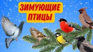 Зимующие птицы | Зимующие птицы для детей | Развивающее видео для детей