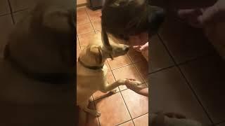 Teaching dog Tricks (ADORABLE)  #shorts