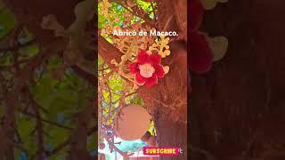 Abricó de Macaco: A Flor que Encanta!! #abricódemacaco