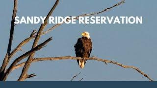 Landscape & Wildlife Photography:  Sandy Ridge Reservation, Bug Spray & Eagles!