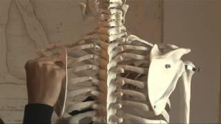 Scapula Stability in Pilates