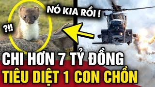 Chi hơn 7 TỶ ĐỒNG chỉ để khiến một con chồn ĐĂNG XUẤT và lý do BẤT NGỜ đằng sau | Tin 3 Phút