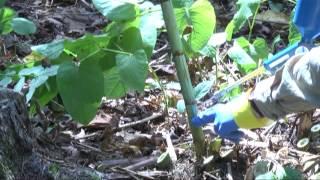Knotweed identification and control through stem injection