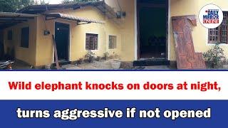 Wild elephant knocks on doors at night, turns aggressive if not opened