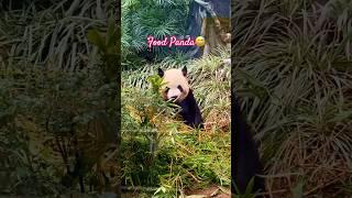 Cute Panda Eating  in a Park #pandaeats #Macau2024 #pandas