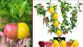 Lemons and apples grow together with aloe vera |Apples and lemons grow on the same plant |