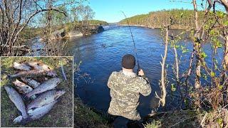 ТИРОЛЬСКАЯ ПАЛОЧКА / ФОРЕЛЬ / ОТКРЫТИЕ СЕЗОНА / TROUT / OPENING OF THE SEASON