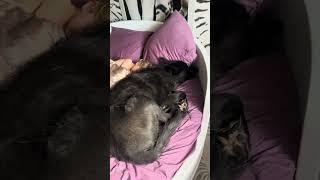 Гул’дан-кроватный Волкособ)
