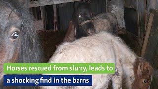 Horses rescued from slurry, leads to shocking find in the barns