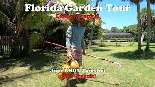 Florida Organic Edible / Tropical Garden Food Forest Tour | June Zone 10a