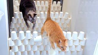 Funny Cat Paper Cup High Jump Challenge Level2 #cat