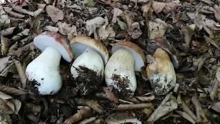 Funghi porcini | Le quattro specie