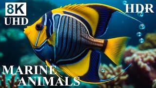 UNDERWATER PARADISE 8K HDR – Marine Life and Ocean Animals 8K Ultra HD