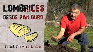 Vermiculture with stale bread (My father´s advice)