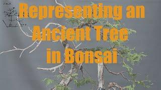 Representing an ancient tree in bonsai