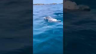 Incredible Dolphin Sighting on Guernsey’s West Coast!