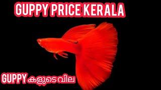 Kerala guppy price list#guppy #kerala